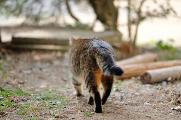 にゃんぱく宣言 歌詞から学ぶ 愛猫の適正飼育について考えてみる 凛とした暮らし 凛々と