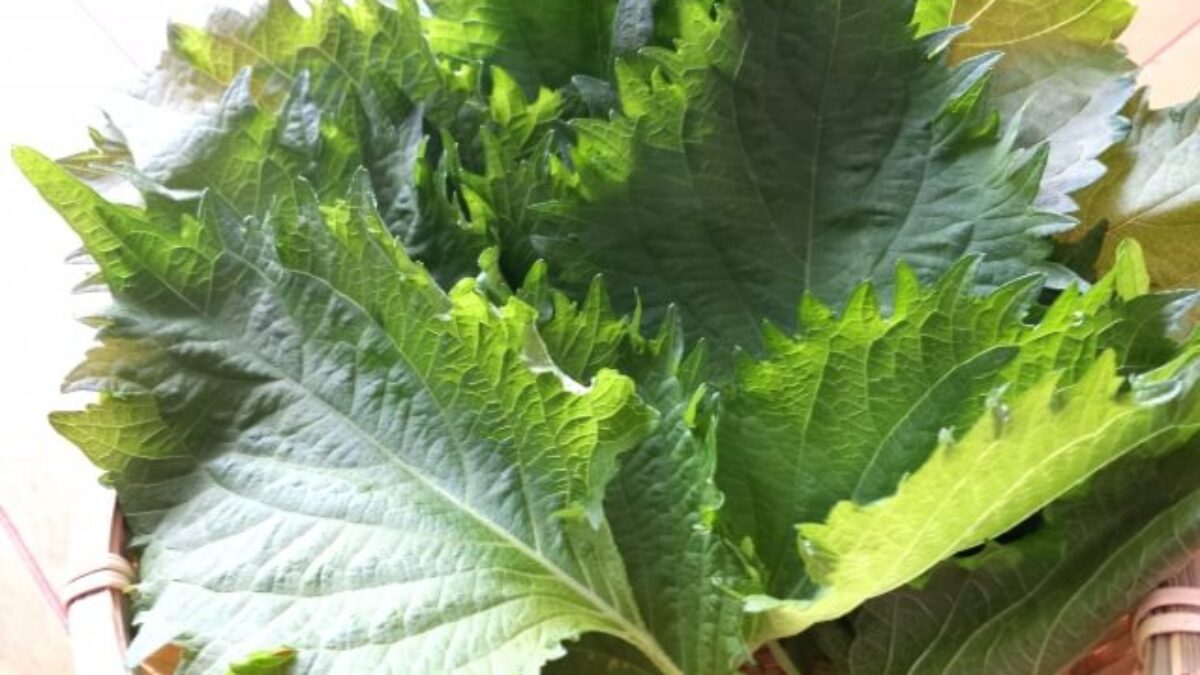 家事ヤロウ 無限青じその作り方 簡単朝食レシピベスト 凛とした暮らし 凛々と